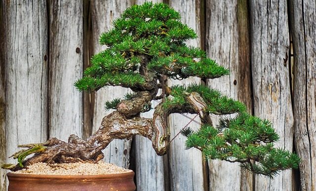 Czy da się wyhodować bonsai z nasiona?