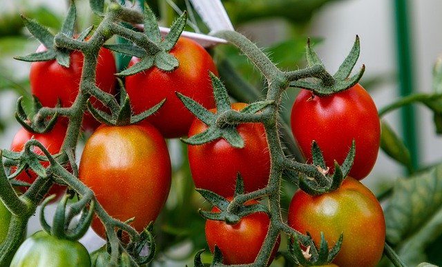 Jak przyspieszyć dojrzewanie zielonych pomidorów?