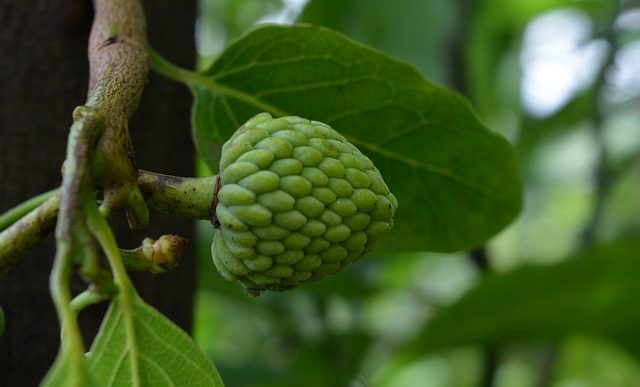 Cherimoya – najsmaczniejszy owoc świata