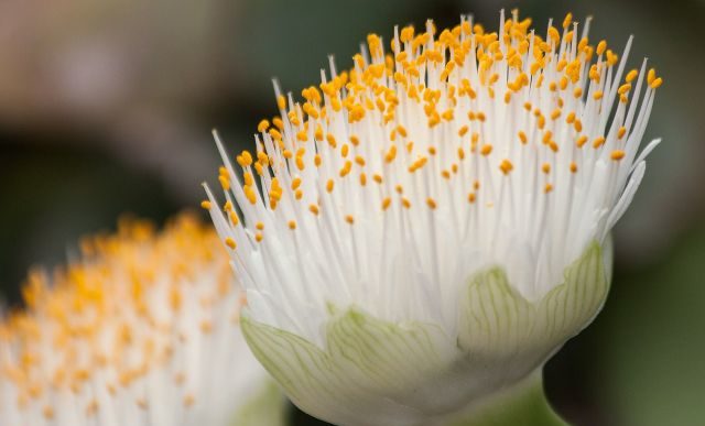 Krasnokwiat białokwiatowy – pędzel malarski