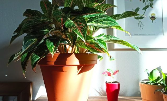 Aglaonema — pielęgnacja, choroby i szkodniki