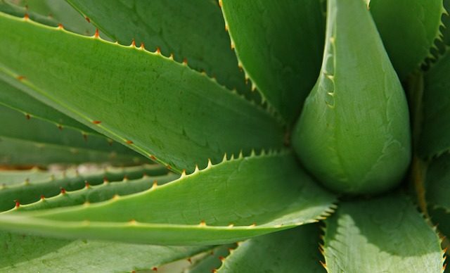 Właściwości lecznicze Aloesu
