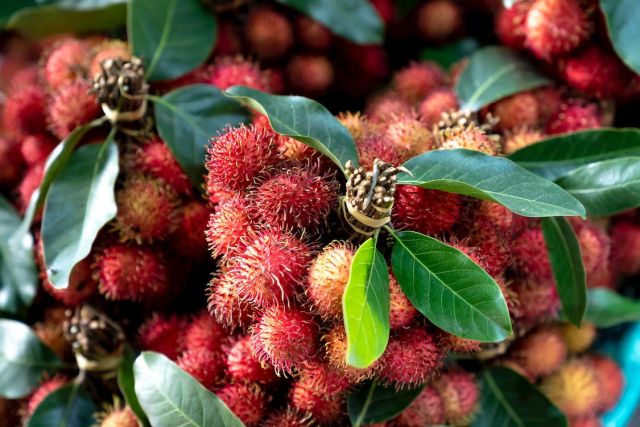 Rambutan – egzotyczny owoc o niezwykłych właściwościach