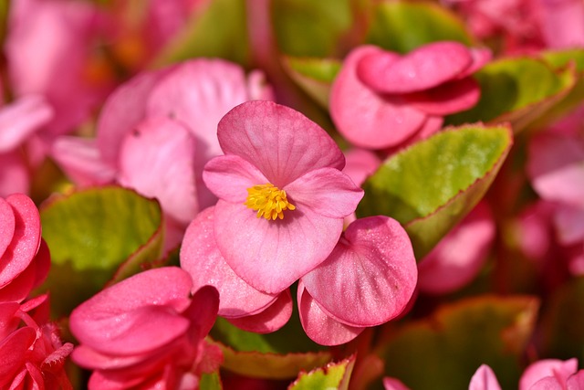 Begonia – choroby i szkodniki