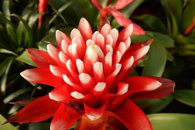 Bromelia – pielęgnacja, choroby i szkodniki