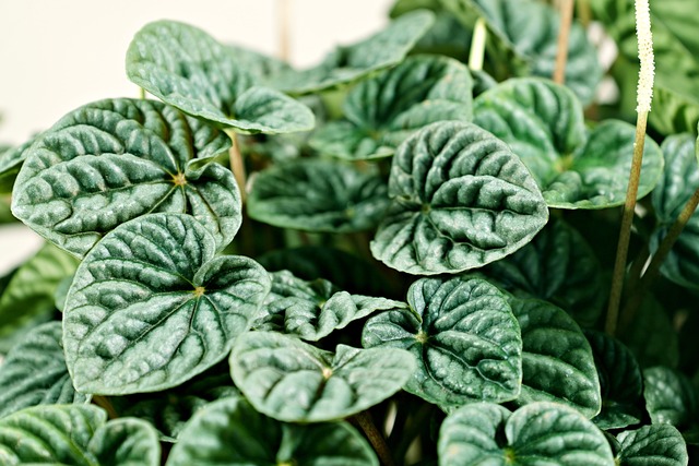 Peperomia – pielęgnacja, choroby i szkodniki