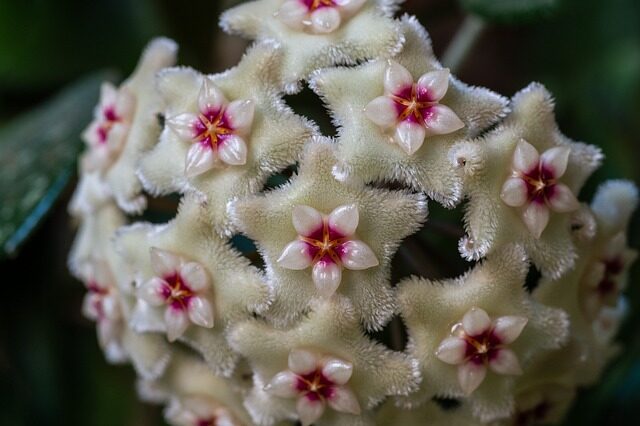 Hoya – Pielęgnacja, Odmiany i Porady