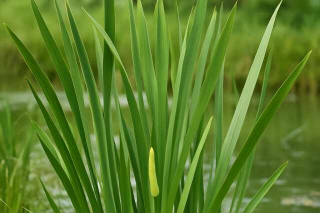 Tatarak zwyczajny (Acorus calamus L.) – zapomniany skarb natury z niezwykłymi właściwościami